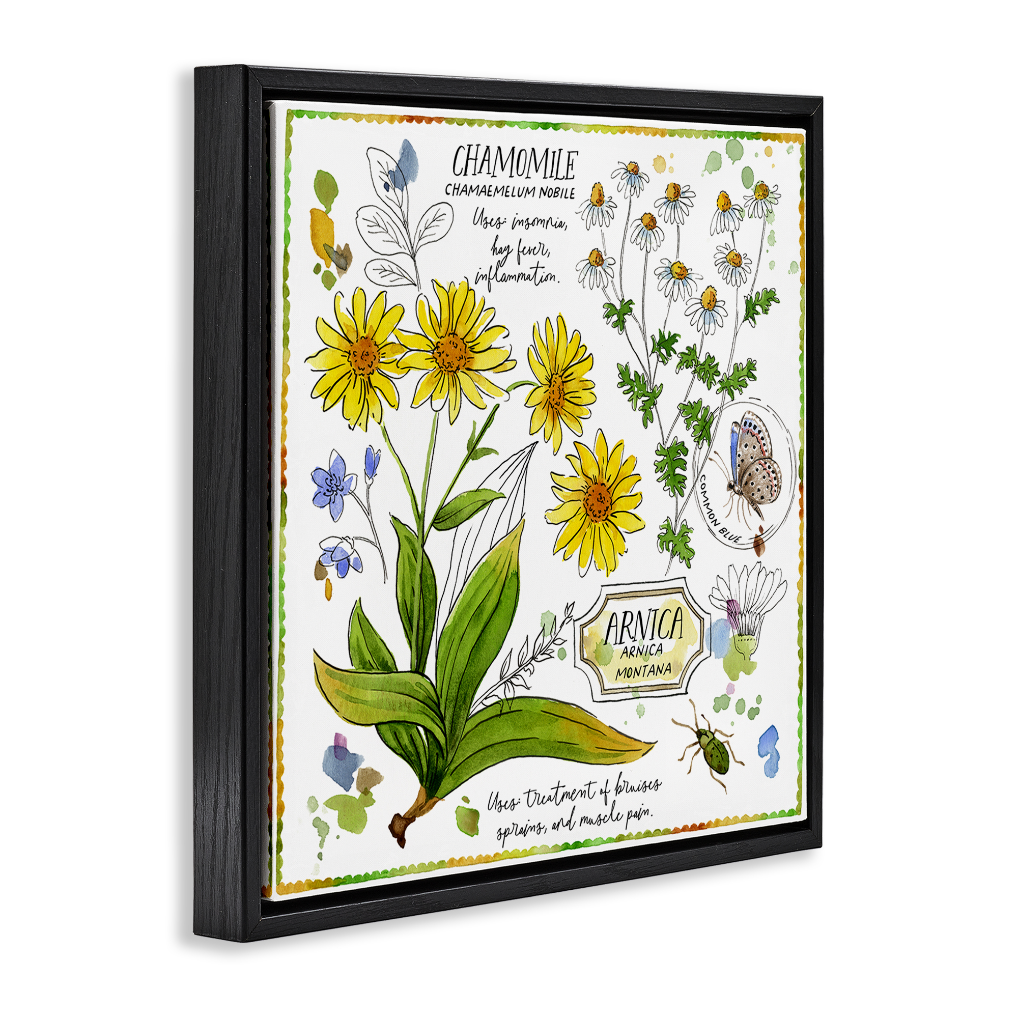 Stupell Industries Chamomile Herb Uses Plants & Flowers Painting Black Floater Framed Canvas Art Print Wall Art, 18 x 18