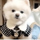 thumbnail image 2 of Ropa de moda para perros, otoño e invierno, oso de peluche, cachorro, gato, ropa cálida para mascotas, 2 of 6