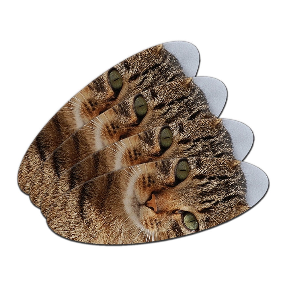 black and grey tabby cat black and grey tabby cat