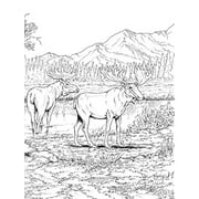 Dover Animal Coloring Books Wild Animals Coloring Book, (Paperback)
