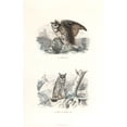 thumbnail image 2 of Eurasian Eagle-Owl And Long-Eared Owl Poster Print By ® Florilegius Mary Evans (18 X 24), 2 of 4