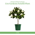 thumbnail image 7 of American Plant Exchange Mini Braided Gardenia Vetchii Tree in 6" Pot, Light Shade, Fragrant Blooms, Indoor Outdoor Houseplant, 7 of 7