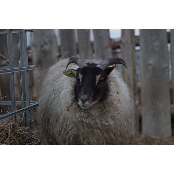 PeelnStick Poster of Sheep With Horns White Sheep Sheep Icelandic