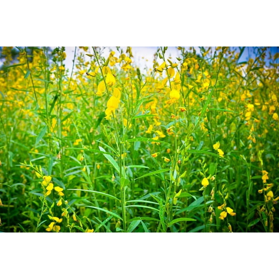20 Wildflower Seeds -Smooth Rattlebox-Wildflower -Crotalaria pallida