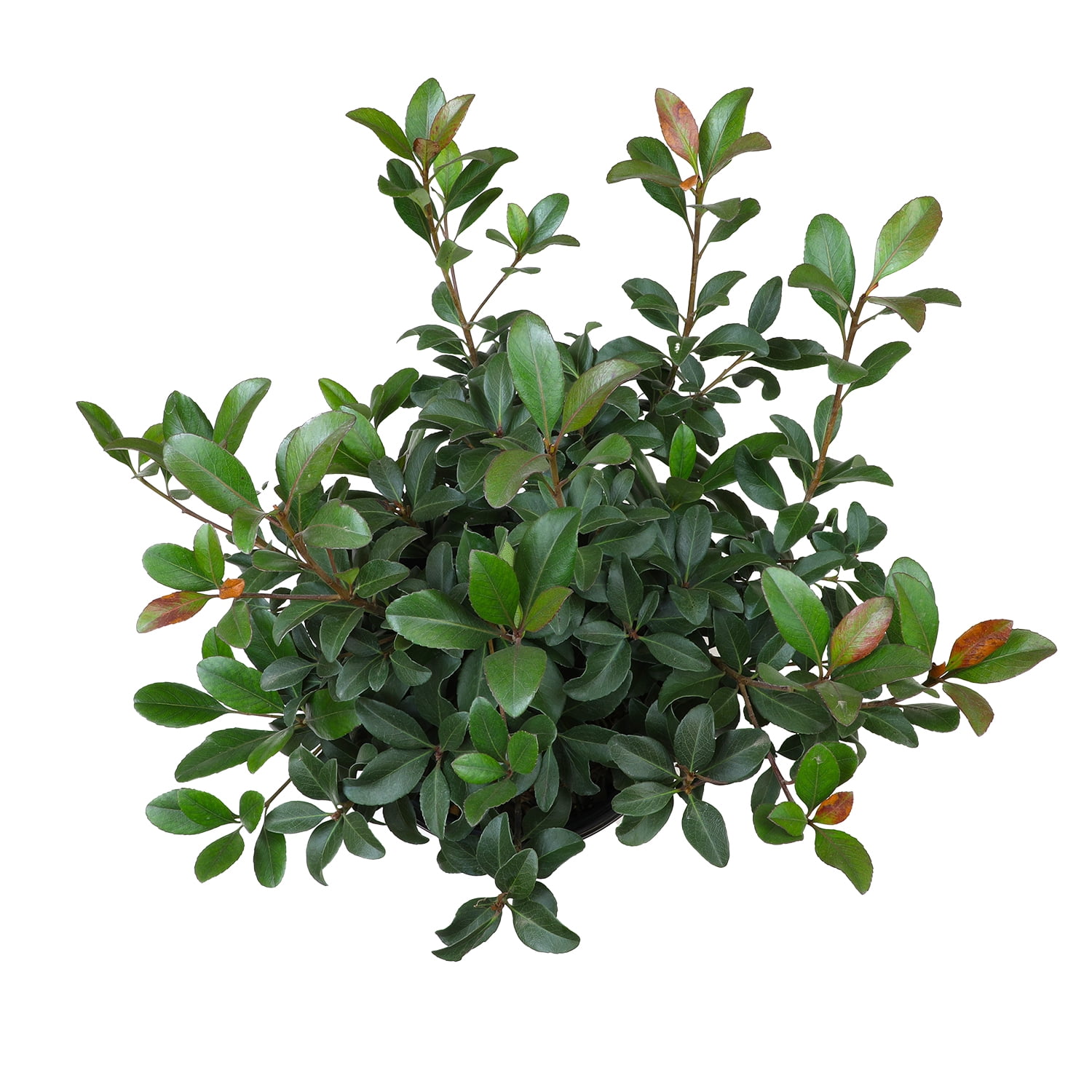 Expert Gardener Bay Breeze Rhaphiolepis Indian Hawthorn Live Plant, 12-15 in Tall
