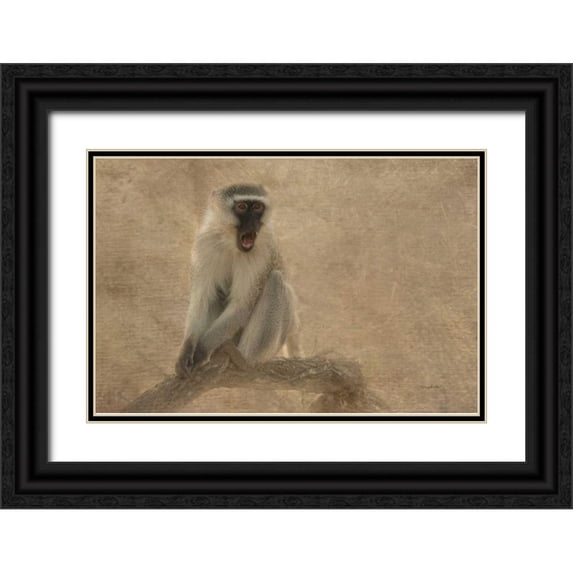 Murdock, Ramona 14x11 Black Ornate Wood Framed with Double Matting Museum Art Print Titled - Primate