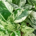 thumbnail image 3 of Pothos Marble Queen Live Plant for Indoor | Different Houseplants in 4'' & 6'' Pot | Real House Plant for Living Room, Office, Desk & Bathroom |, 3 of 6