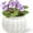 Pumpkin White, variant on ‌EFISPSS 6" Self-Watering Ceramic Planter for African Violets - Green Gradient | Natural Home Decor