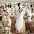 thumbnail image 2 of Masterpiece Art Gallery Whole Lotta Llamas by Belle Maison Canvas Art Print 22" x 28", 2 of 2