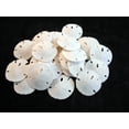 thumbnail image 3 of Set of 6 Small White Florida "Keyhole" Sand Dollars 3/4-1" Beach Weddings Crafts Nautical Decor, 3 of 3