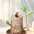 thumbnail image 6 of Ohmyroo Brazilian Wood Desk Ornament Mini Plant with Decorative Pot, 6 of 6
