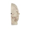 thumbnail image 4 of Skull Mask, 4 of 5