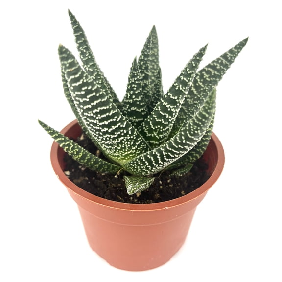 Gasteraloe Okavango Succulents Live Plants 4 in Pot, Easy to Grow, Indoor Plant