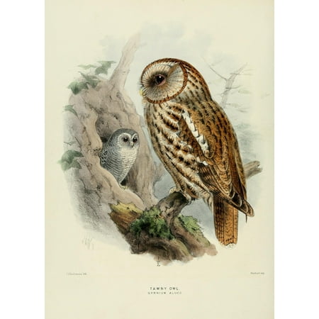 Tawny Port Bird - Birds of Europe 1881 Tawny Owl Canvas Art - John G Keulemans (18 x 24)