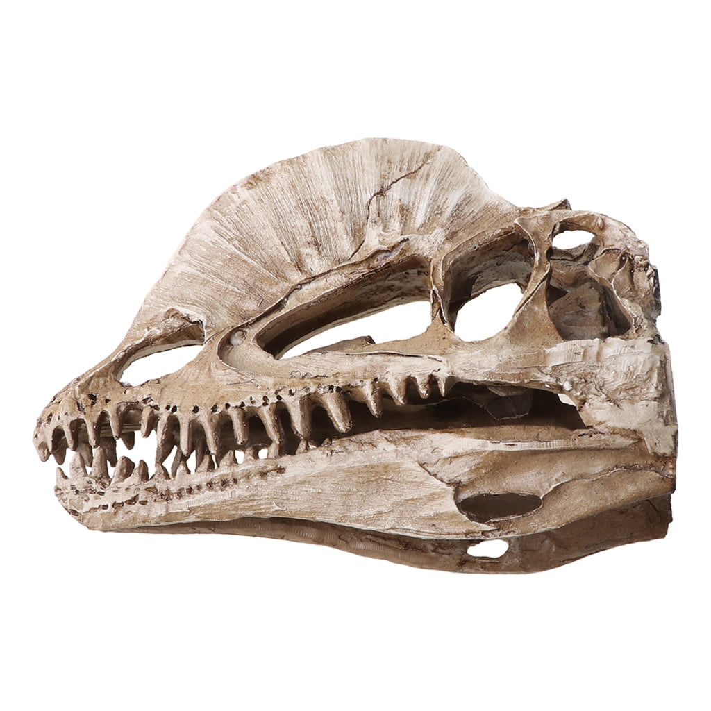 Dinosaur Dilophosaurus Skull Resin Fossil Model Collectibles Home Bar White