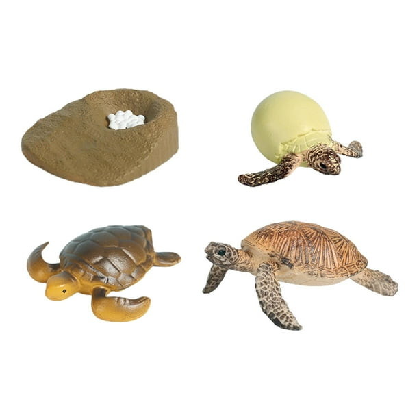 Modelo de ciclo de vida de tortugas preescolar Baoblaze