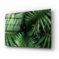 thumbnail image 2 of Epic Art 'Fern Detail' by Elise Catterall, Acrylic Glass Wall Art, 16"x12", 2 of 8