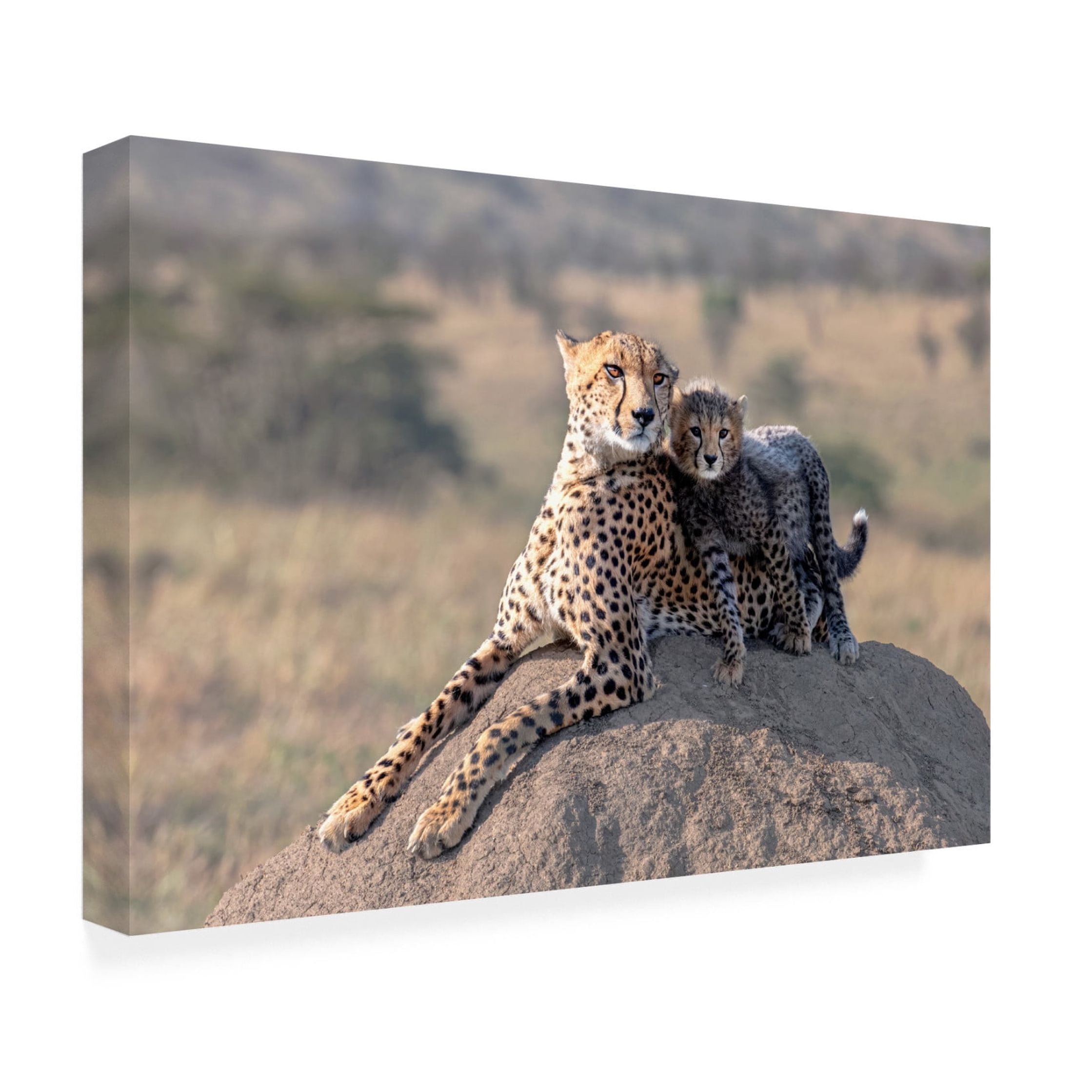 Canvas Wall Art - Jie Fischer 'Cheetah And Cup!' Wall Art for Living Room, Bedroom, or Office Décor by Trademark Fine Art - 24 x 16 Inches