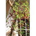 thumbnail image 6 of 15 CHOCOLATE VINE Edible Fruit Akebia Trifoliata Flower Ornamental Climber Seeds, 6 of 10