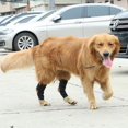 thumbnail image 3 of Dog Legs Brace Dog Canine Hock Joint Wrap Protects Compression Brace Sleeve, 3 of 4