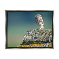 Stupell Industries Small Owl Gazing Thoughtfully Mossy Rock Scenery Photograph Luster Gray Floating Framed Canvas Print Wall Art, Design by James Dobson