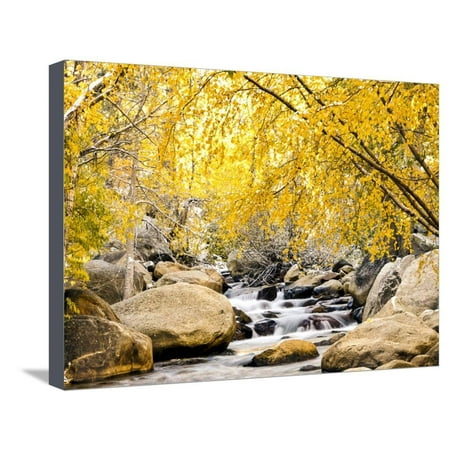 Fall Foliage at Creek, Eastern Sierra Foothills, California, USA Stretched Canvas Print Wall Art By Tom (Best Fall Foliage In California)