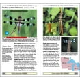 thumbnail image 4 of Naturalist Dragonflies of the North Woods, (Paperback), 4 of 4