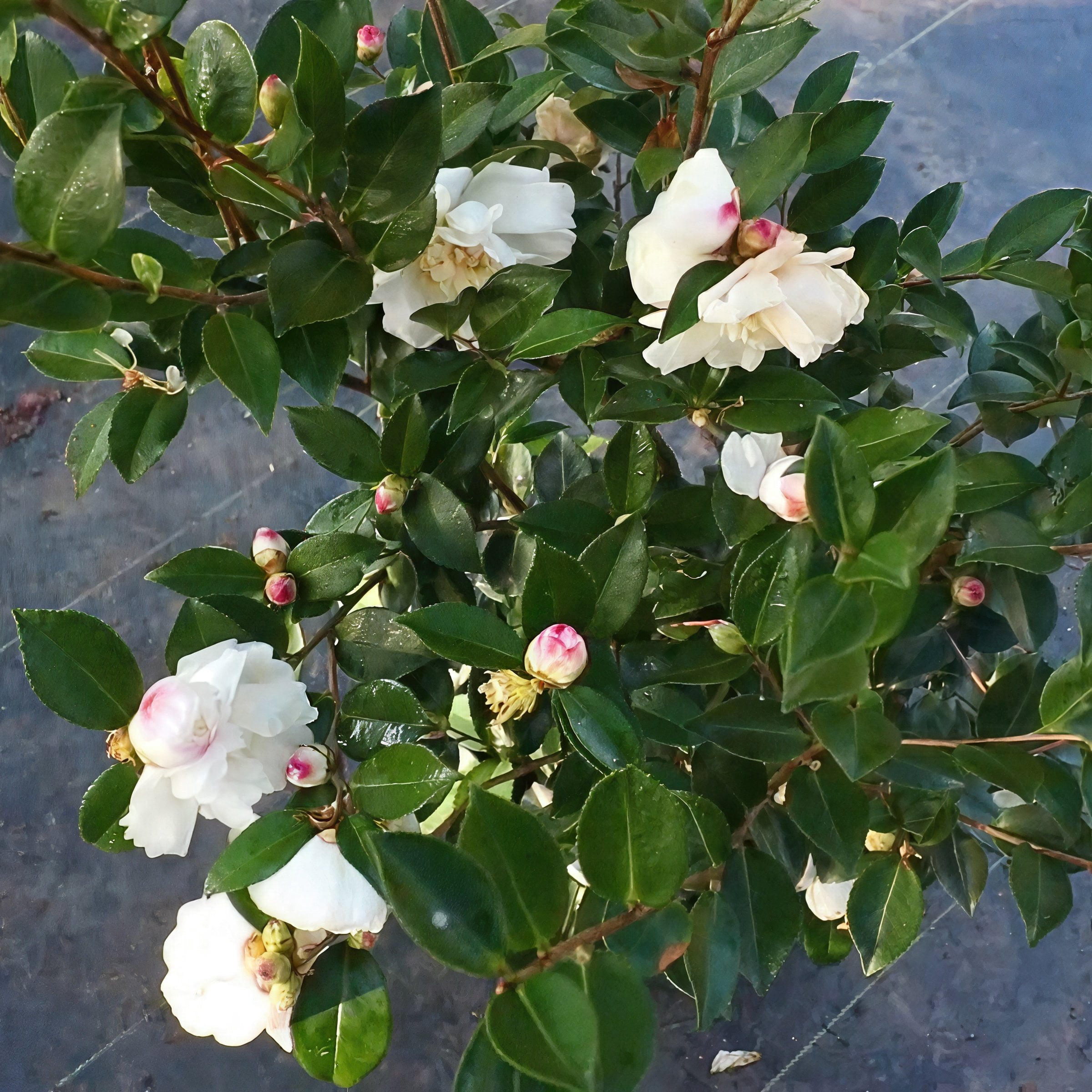 National Plant Network 1 gal. Camellia Sasanqua Winter's Snowman Shrub