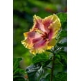 thumbnail image 2 of Engelbrecht, Lisa S. 13x18 Gold Ornate Wood Framed with Double Matting Museum Art Print Titled - Hibiscus flower, 2 of 4