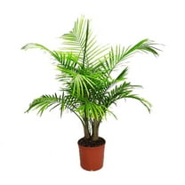 Tropical Plants of Florida 32" to 36" Majesty Palm Tree Plant; Bright to Moderate Light, Growers Pot