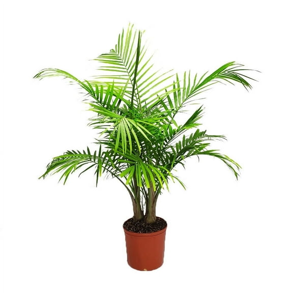 Tropical Plants of Florida 32" to 36" Majesty Palm Tree Plant; Bright to Moderate Light, Growers Pot