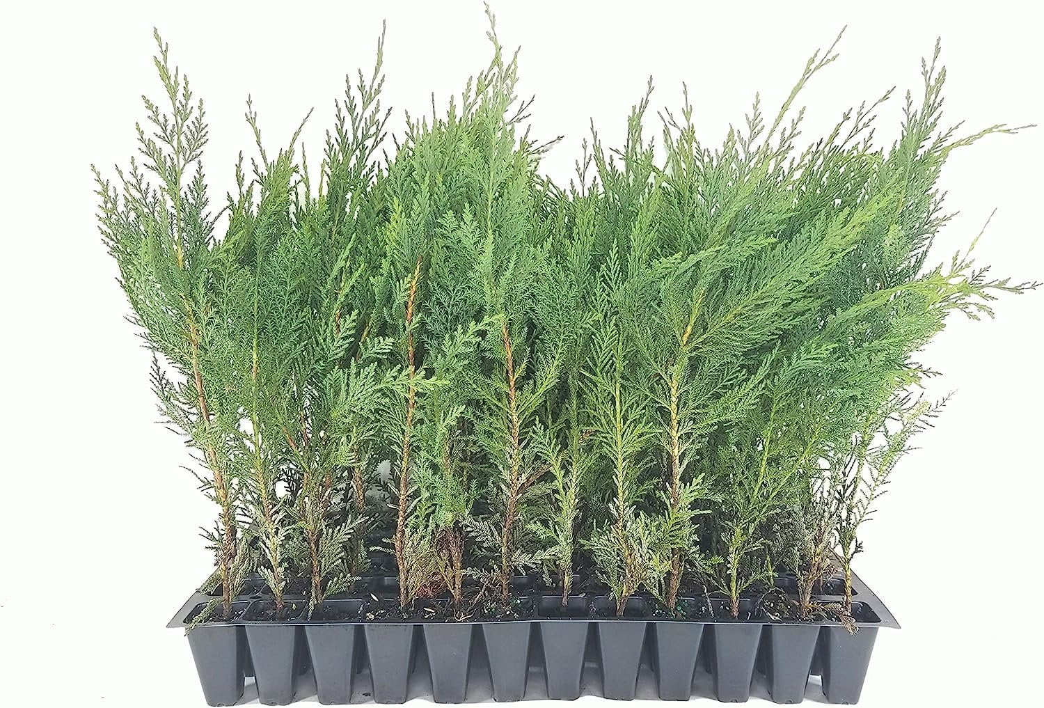 Murray Cypress Tree 10 Live Plants Upright Screening Evergreen Tree