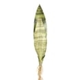 thumbnail image 1 of Inteprter Planta respetuosa con el medio ambiente que admite mascotas con apariencia realista para la elegancia de la oficina en el hogar Sin Decoración 3 hojas 40 CM C 40 CM C, 1 of 6