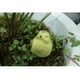 thumbnail image 3 of Macetas de Plantas en Miniatura Bonsai Craft Micro Paisaje Decoración de Bricolaje Adornos de Jardín Pollo DYNWAVEMX Decoración micro del paisaje, 3 of 8