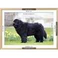 thumbnail image 3 of Newfoundland Dog, Framed Art Print Wall Art Sold by Art.Com, 3 of 6
