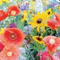 thumbnail image 4 of Ferry-Morse Economy 7.5G Wildflower Bird & Butterfly Mixture Annual Flower Seeds, Full Sun, 4 of 10
