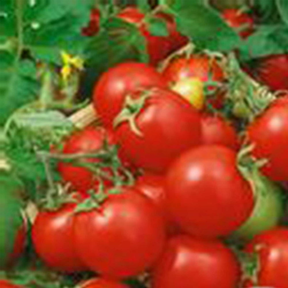 Tomato Garden Seeds Large Red Cherry 1 Oz Organic