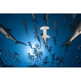 thumbnail image 3 of Gabriel, Barathieu 14x11 Black Modern Framed Museum Art Print Titled - Hammerhead Shark, 3 of 5