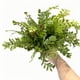 thumbnail image 1 of Flores para la Decoración Simulación de Hierba Persa, Pequeñas Hojas Persas, Simulación de Hojas de Helecho Floral, Ramo de Simulación de Plantas, Decoración Del Hogar Ramo de Flores en Vivo, 1 of 8