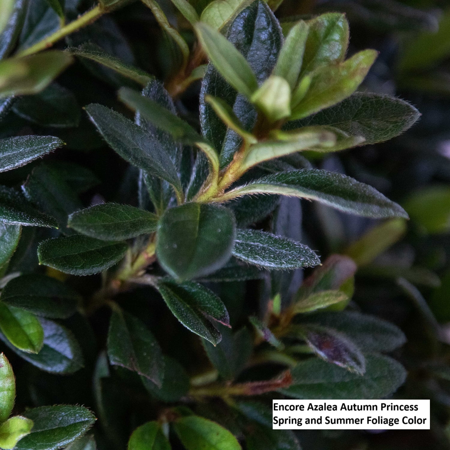 Encore Azalea Autumn Princess (3 Gallon) Salmon Pink Flowering Shrub - Full Sun Live Outdoor Plant