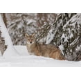 thumbnail image 2 of Jones, Adam 14x11 Black Ornate Wood Framed with Double Matting Museum Art Print Titled - Coyote in deep winter snow-Canis latrans-controlled situation-Montana, 2 of 4