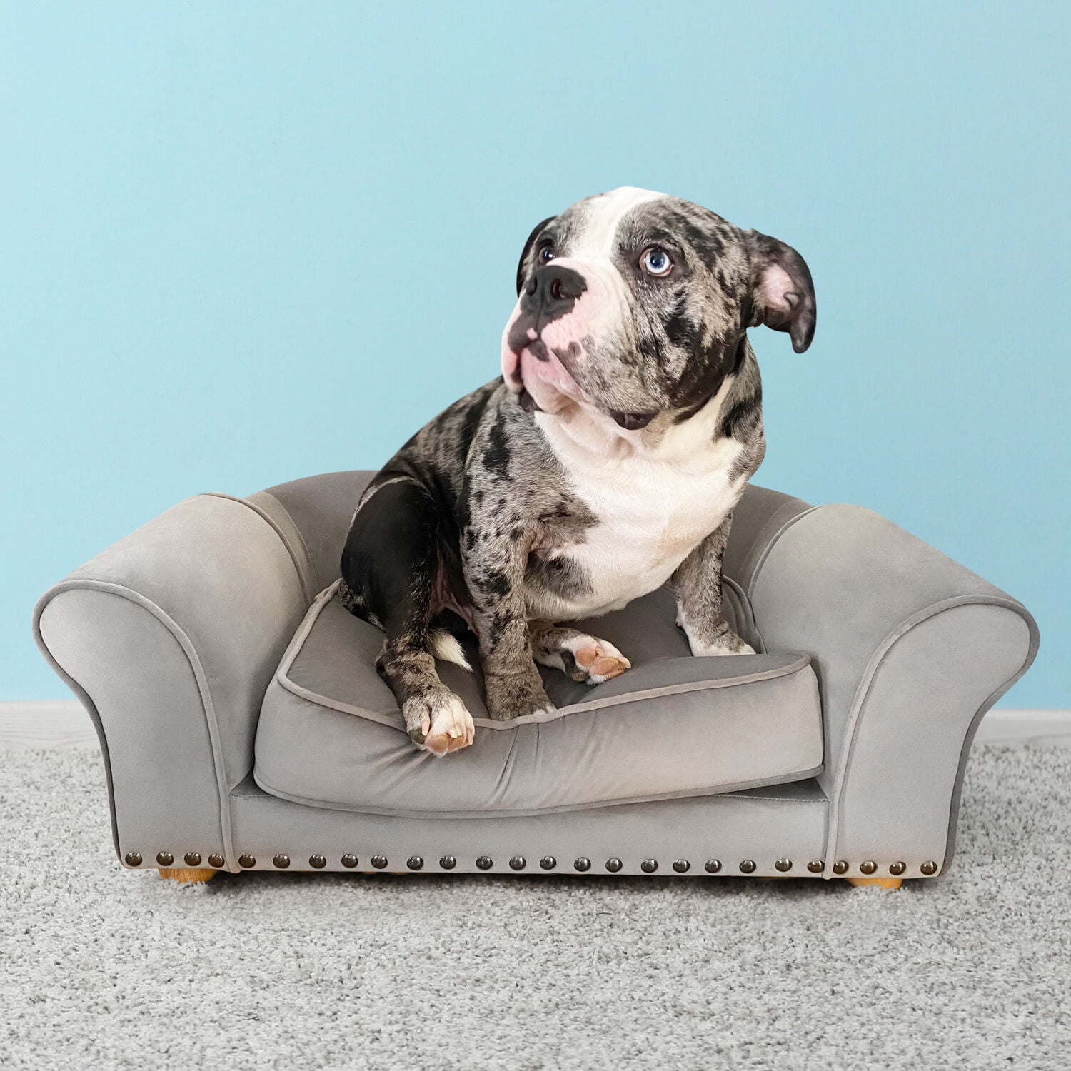 Critter Sitters 34-in. Faux Velvet Pet Bed Sofa for Medium-Sized Dogs and Cats in Dark Gray
