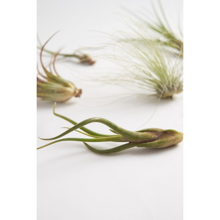 Home Botanicals Ionantha Air Plant (Collection of 3) Home Botanicals Ionantha Air Plant (Collection of 3)