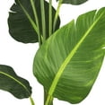 thumbnail image 5 of LCG Florals Artificial Plant, Bird of Paradise, 5 ft, Black Plastic Grower's Pot, 5 of 7