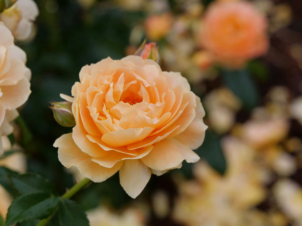 Proven Winners At Last Rose 2 Gallon (Rosa) Sunset-Orange Fully Petaled Tea Rose Fragrant Flowers Are Disease Resistant Live Outdoor Plant