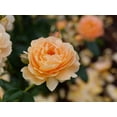 thumbnail image 2 of Proven Winners At Last Rose 2 Gallon (Rosa) Sunset-Orange Fully Petaled Tea Rose Fragrant Flowers Are Disease Resistant Live Outdoor Plant, 2 of 6