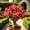 b, variant on Desert Rose-Easy Grow-Low Maintenance-Ideal for Beds Borders,Plant Pots & Planters