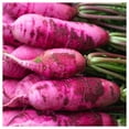 thumbnail image 2 of Everwilde Farms - 1/4 lb Pink Summercicle Radish Seeds - Gold Vault Bulk Seed Packet, 2 of 3