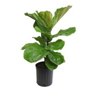 Ficus Lyrata Tree in 10" Grower Pot, Air Purifying Live Plant