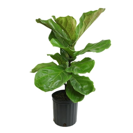 Ficus Lyrata Tree in 10" Grower Pot, Air Purifying Live Plant